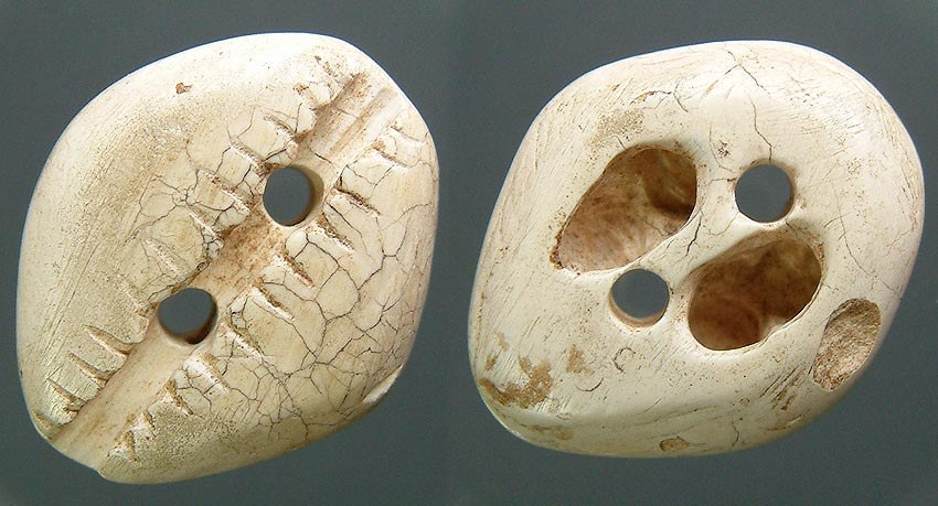China - Ivory Cowrie