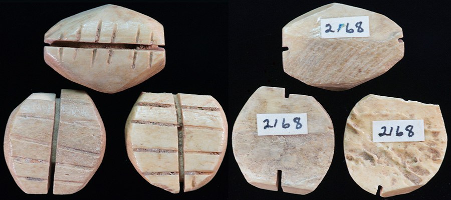 CHINA - Bone Cowries x3