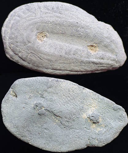 Ceramic Clay Cowrie