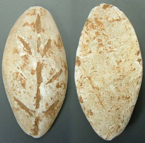 Chinese Stone Cowrie - Calcite