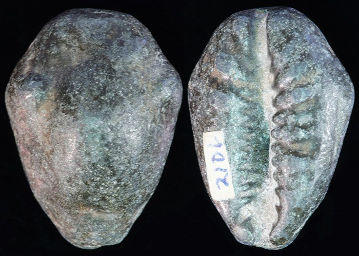 CHINA or Thailand - Lead Cyprea Moneta Cowrie