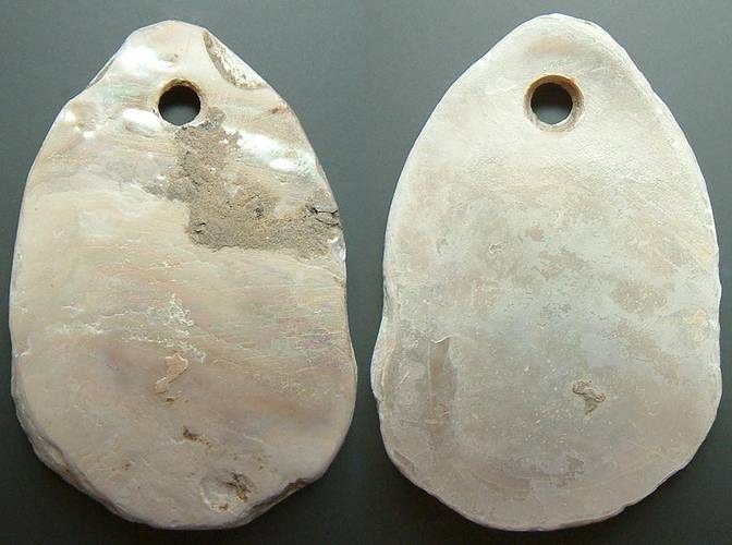 Cowrie made of Shell