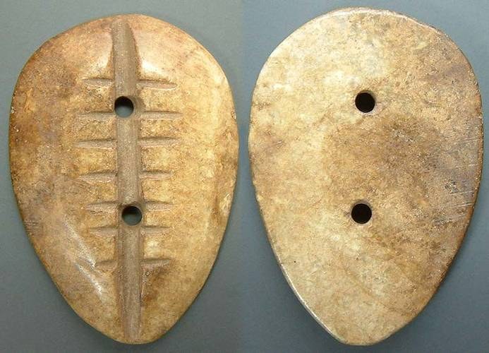 Flat Bone Cowry - double holed