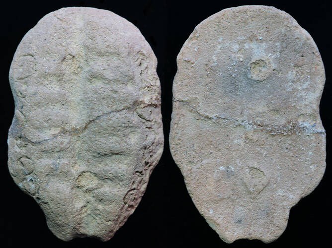 China - Clay cowrie