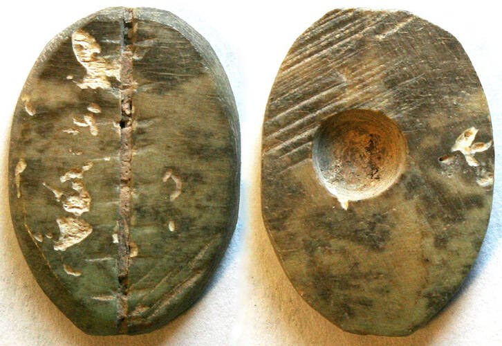 China - Bone Cowrie