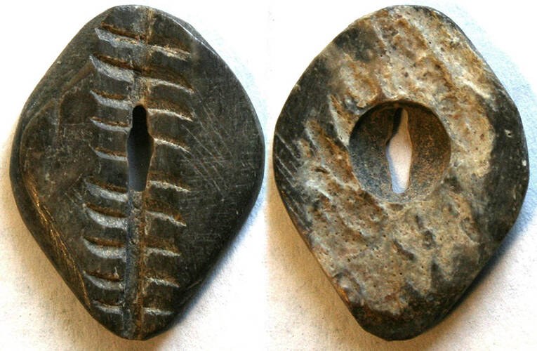 China - Bone Cowrie