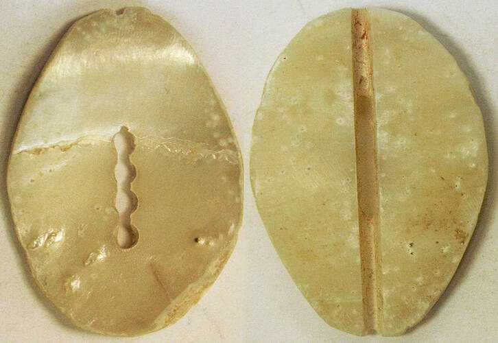 China - Shell imitation cowrie