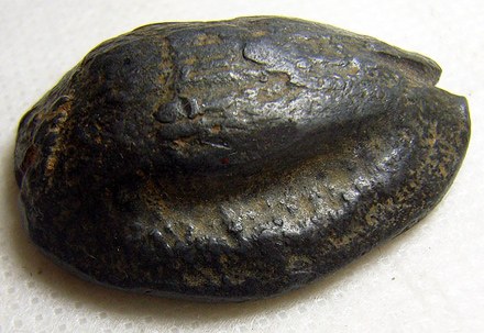 Lead Cowrie