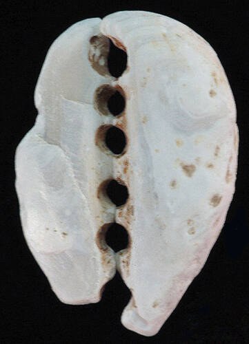 CHINA - Mother of Pearl Shell Cowrie