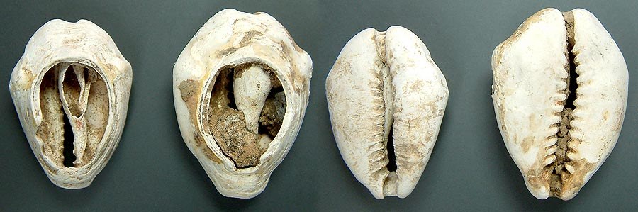 Chinese Cowries - open back