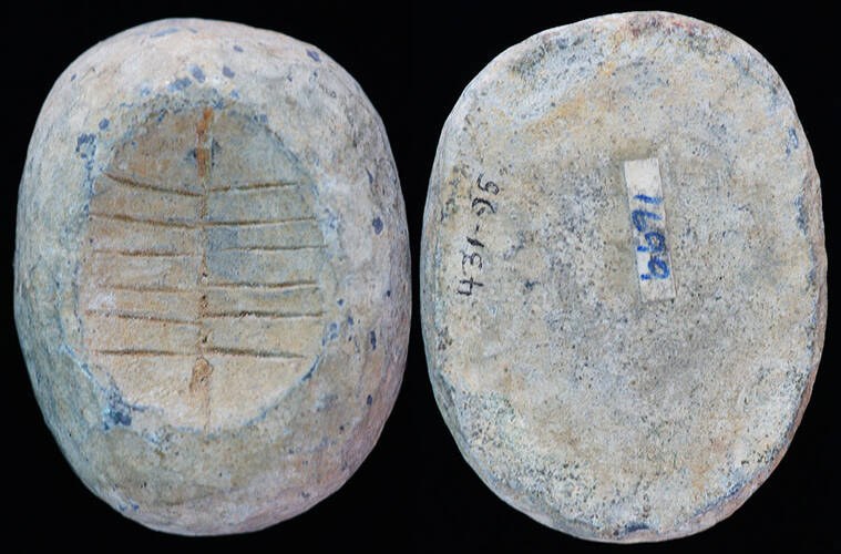 China - Oval Lead Cowrie