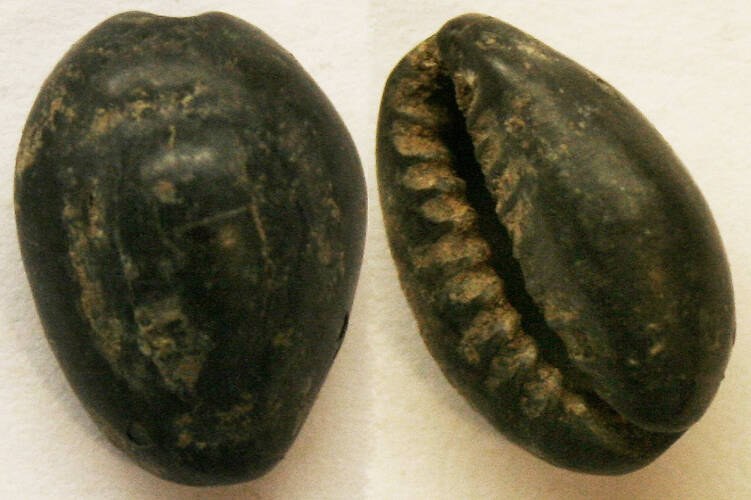China - Black Natural Cowrie