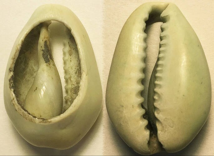 China - Greenish Natural Cowrie Money
