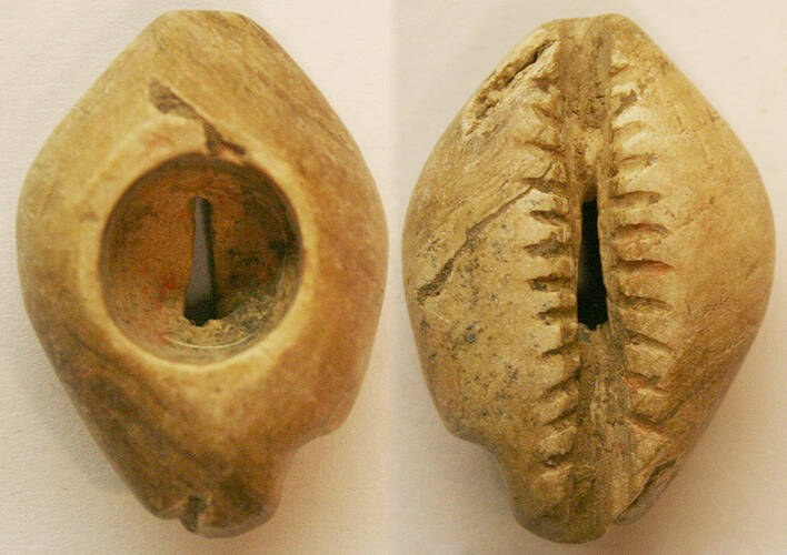 China - Stone Cowrie with large cavity