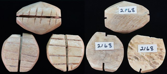 CHINA - Bone Cowries x3