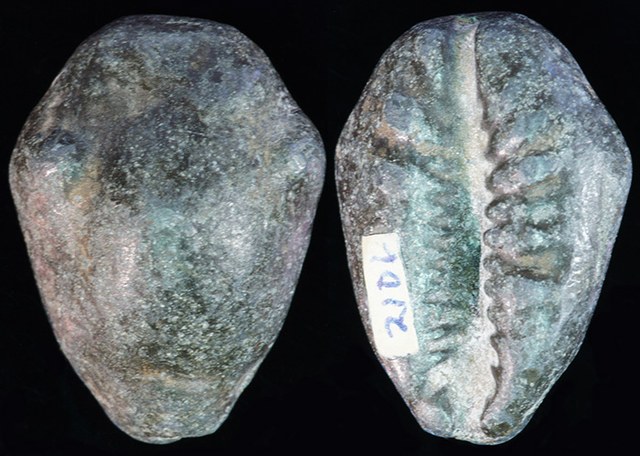 CHINA or Thailand - Lead Cyprea Moneta Cowrie