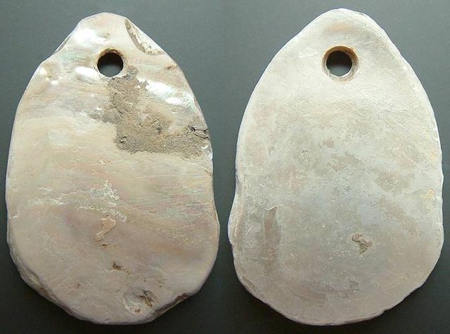 Cowrie made of Shell
