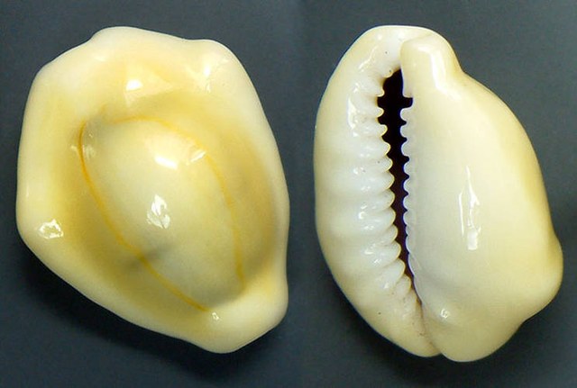 Cypraea moneta cowrie- fresh (now Monetaria moneta)