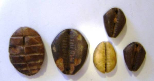 Cowrie - Wood