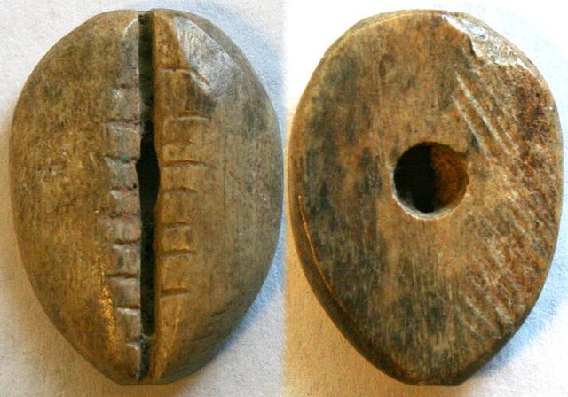 Chine - Bone Cowrie