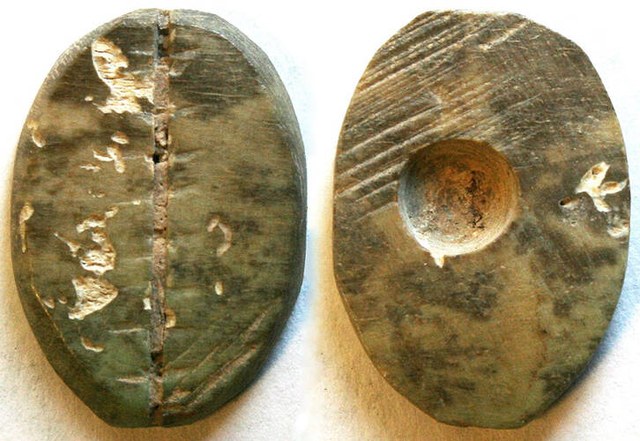 China - Bone Cowrie