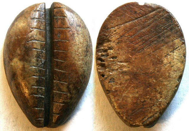 China - Split Domed Bone Cowrie