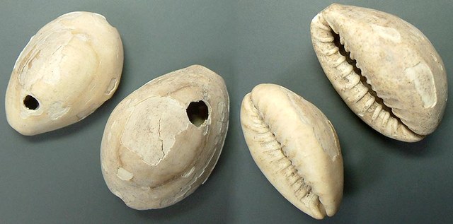 Chinese Cowries - holed