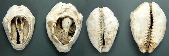 Chinese Cowries - open back