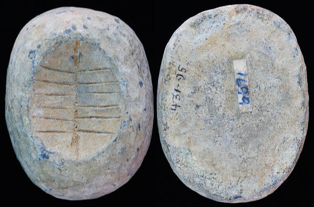 China - Oval Lead Cowrie