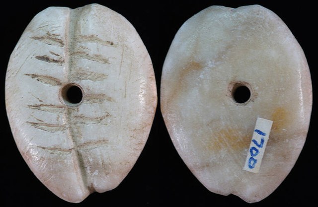 China - White Stone Cowrie