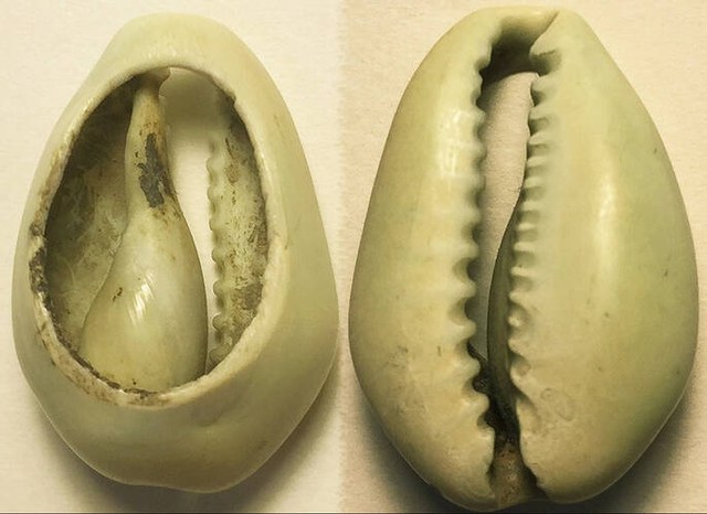 China - Greenish Natural Cowrie Money